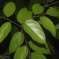 <i>Hopea jucunda</i>  Thwaites